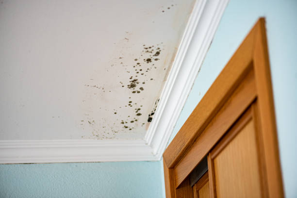 Best Office Mold Removal Services  in Phillips, WI